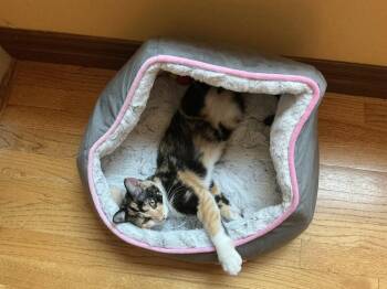 Minnie -  Domestic Short Hair and Calico Cat for Adoption in St. Peters, Missouri - Minnie | PetCurious