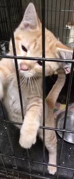 Rescue Domestic Short Hair Cats for Adoption in Anderson, Indiana - Daredevil | PetCurious