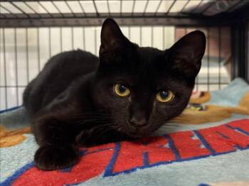 Rescue Domestic Short Hair Cats for Adoption in Hagerstown, Maryland - MOWGLI | PetCurious
