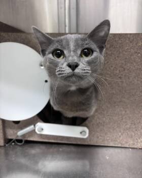 Domestic Short Hair Cats Available for Adoption in Stillwater, Oklahoma - Mikasa | PetCurious