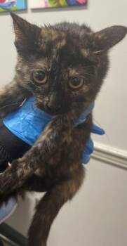 Domestic Short Hair Cats Available for Adoption in Shreveport, Louisiana - Eclipse | PetCurious