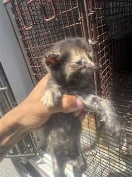 Domestic Short Hair Cats Available for Adoption in Houston, Texas - INDIE | PetCurious