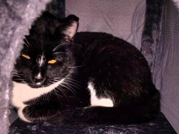 Domestic Short Hair Cats Available for Adoption - Angel & Pepper (Bonded Pair) | PetCurious