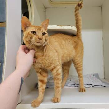 Vermilion -  Domestic Short Hair Cat for Adoption in Columbia, Missouri - Vermilion | PetCurious