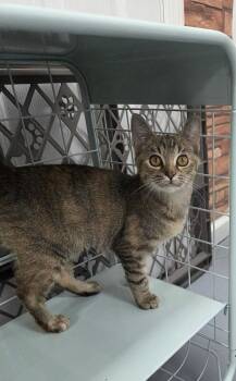 Rescue Tabby Cats for Adoption in Mount Airy, North Carolina - Tina | PetCurious