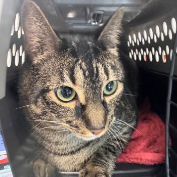 Ram -  Domestic Short Hair Cat for Adoption in Clearwater, Florida - Ram | PetCurious