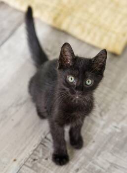 Ramen -  American Shorthair Cat Available for Adoption in Lampasas, Texas - Ramen | PetCurious