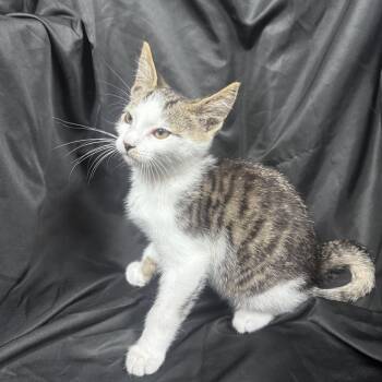 Bruno -  Domestic Short Hair Cat for Adoption in Pottsville, Pennsylvania - Bruno | PetCurious