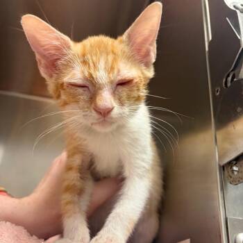 Gandolph -  Domestic Short Hair Cat for Adoption in Milton, Florida - Gandolph | PetCurious