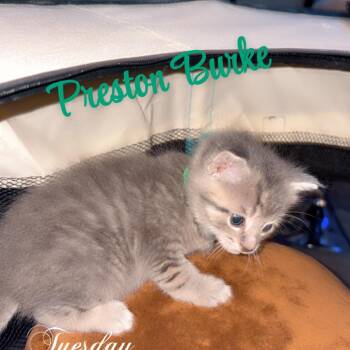 Preston -  Domestic Short Hair Cat for Adoption in Greenfield, Indiana - Preston | PetCurious