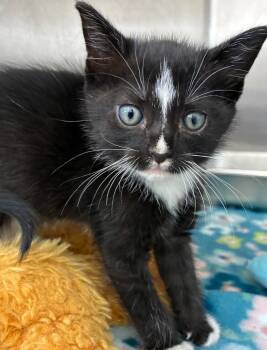 Sapphire -  Domestic Short Hair Cat for Adoption in Hartsville, South Carolina - Sapphire | PetCurious