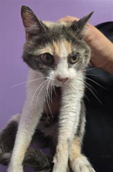 Cali -  Domestic Short Hair Cat for Adoption in El Paso, Texas - Cali | PetCurious