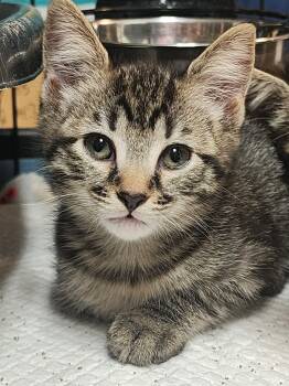 Monroe -  Domestic Short Hair Cat for Adoption in Littlestown, Pennsylvania - Monroe | PetCurious