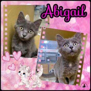 Abigail -  Domestic Medium Hair Cat for Adoption in San Jose, California - Abigail | PetCurious