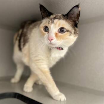 Domestic Short Hair Cats Available for Adoption in Aurora, Colorado - PRECIOUS | PetCurious