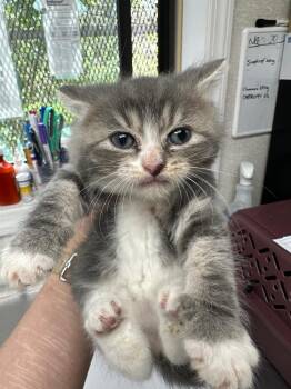 Domestic Short Hair Cats Available for Adoption in Pomona, New York - Baby Spice | PetCurious