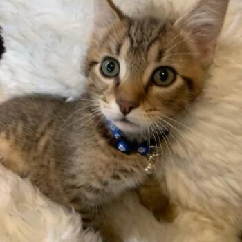 Tabby Cats Available for Adoption - Kai | PetCurious