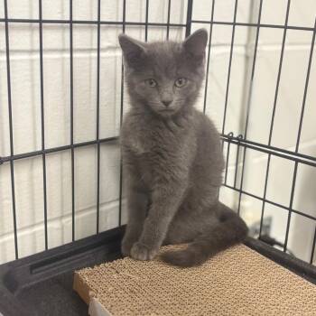 Isabella -  Domestic Short Hair Cat for Adoption in Marshalltown, Iowa - Isabella | PetCurious