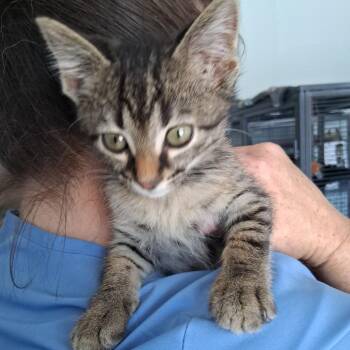 Kovu (26-7620) -  Domestic Short Hair Cat for Adoption in Fort Smith, Arkansas - Kovu (26-7620) | PetCurious