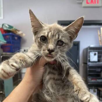 1264-C26 -  Domestic Short Hair Cat for Adoption in Port Charlotte, Florida - 1264-C26 | PetCurious