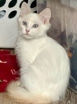 Rescue Domestic Medium Hair Cats for Adoption in Minneapolis, Minnesota - McCoy C4743 | PetCurious