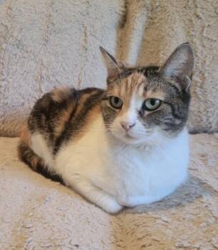 Calico Cats Available for Adoption - Wren | PetCurious