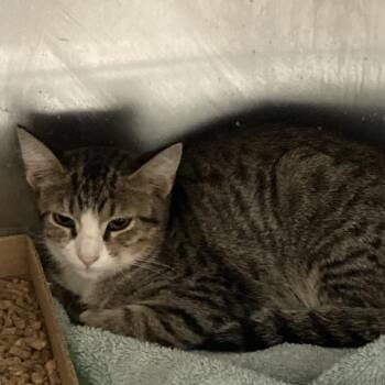Tadpole -  Domestic Short Hair Cat for Adoption in Blue Ridge, Georgia - Tadpole | PetCurious