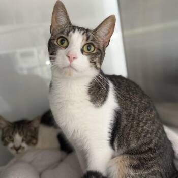 Nate -  Domestic Short Hair Cat for Adoption in Ridgely, Maryland - Nate | PetCurious