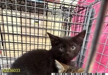 CHICKIE -  Domestic Short Hair Cat for Adoption in West Palm Beach, Florida - CHICKIE | PetCurious