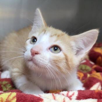 Bumblebee -  Domestic Short Hair Cat for Adoption in Michigan City, Indiana - Bumblebee | PetCurious