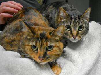 Rescue Domestic Short Hair Cats for Adoption in Portland, Oregon - Oliver & Doing | PetCurious