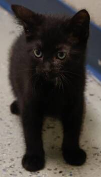 Greer -  Domestic Short Hair Cat Available for Adoption in Verona, Wisconsin - Greer | PetCurious