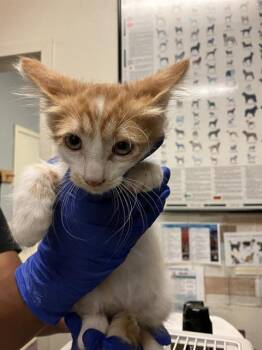 A766290 -  Domestic Short Hair Cat for Adoption in Long Beach, California - A766290 | PetCurious