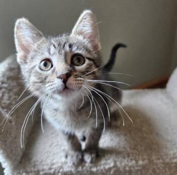 Brownie -  Domestic Short Hair Cat for Adoption in Verona, Wisconsin - Brownie | PetCurious