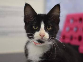 Penguin -  Domestic Short Hair Cat for Adoption in Portland, Oregon - Penguin | PetCurious