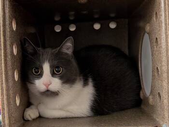 LITTLE WHITE -  Domestic Short Hair Cat for Adoption in Kent, Washington - LITTLE WHITE | PetCurious
