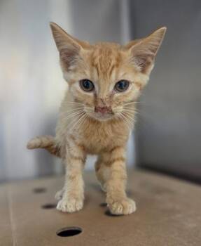 Pizza the Hut -  Domestic Short Hair Cat for Adoption in Westland, Michigan - Pizza The Hut | PetCurious