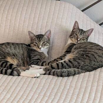 Luke & Leia (Bonded Brother & Sister) -  Domestic Short Hair Cat for Adoption in Villa Park, California - Luke & Leia (Bonded Brother & Sister) | PetCurious