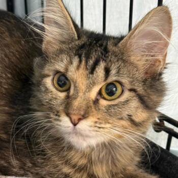 Moondancer -  Domestic Short Hair Cat for Adoption in Normal, Illinois - Moondancer | PetCurious