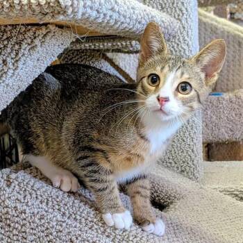 CANAAN -  Tabby Cat for Adoption in Delhi, Ontario - CANAAN | PetCurious