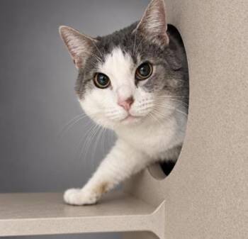 Petey -  Domestic Short Hair Cat for Adoption in Bowling Green, Kentucky - Petey | PetCurious