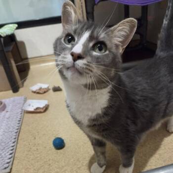 Jasper -  Domestic Medium Hair Cat for Adoption in Ballston Spa, New York - Jasper | PetCurious
