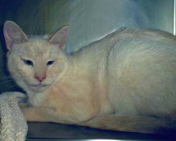 Boogie-Woogie (Working Cat) -  Domestic Short Hair Cat for Adoption in Plover, Wisconsin - Boogie-Woogie (Working Cat) | PetCurious
