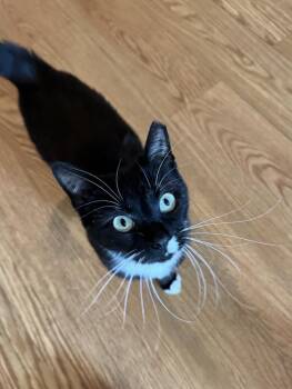 Rescue Tuxedo Cats for Adoption in Leon, Kansas - Lindy Lou | PetCurious