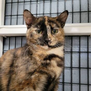 Rescue Domestic Short Hair Cats for Adoption in Ruckersville, Virginia - Crab Rangoon | PetCurious