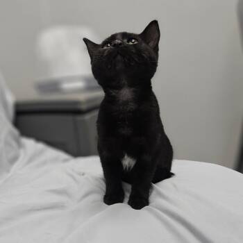 Marvin The Martian -  Domestic Medium Hair Cat for Adoption in Monticello, Iowa - Marvin The Martian | PetCurious