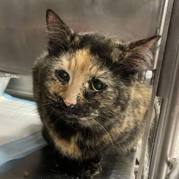 Fuji -  Domestic Short Hair Cat for Adoption in Salt Lake City, Utah - Fuji | PetCurious