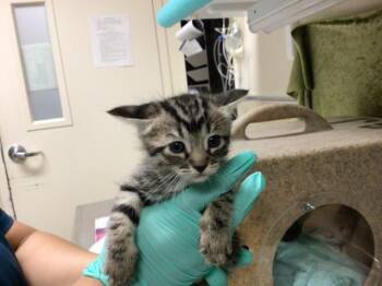 Domestic Short Hair Cats Available for Adoption in Riverside, California - A1913199 | PetCurious