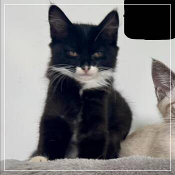 Batgirl A26-124 -  Domestic Long Hair and Domestic Short Hair Cat for Adoption in Santa Rosa Beach, Florida - Batgirl A26-124 | PetCurious