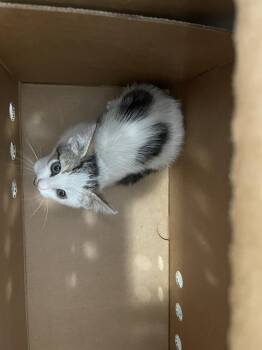 HARLEY -  Domestic Short Hair Cat for Adoption in Dallas, Texas - HARLEY | PetCurious